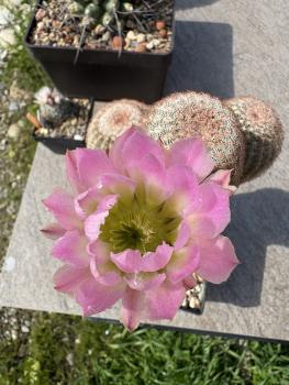 Preview: Echinocereus pectinatus
